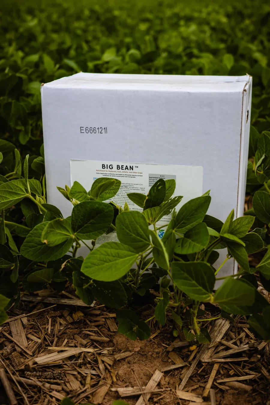 A case of BIG BEAN product set among soybean plants